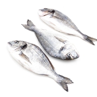 Dorada acuicultura pieza (300-400 g)