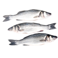 Lubina acuicultura pieza (300-400 g)